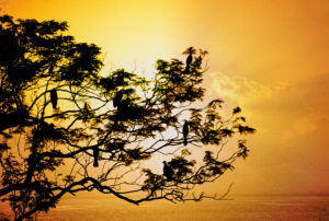 Birds on a tree against the sun. Birds on a tree against the sun.